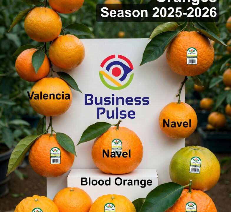 لموسم الجديد للبرتقال المصري+البرتقال المصري الفريش+موسم البرتقال+انواع البرتقال